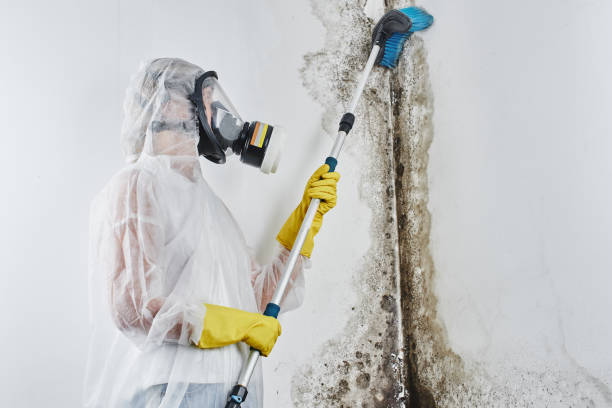 Best Emergency Mold Remediation  in Ruch, OR