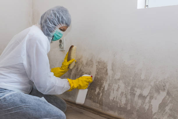 Best Attic Mold Removal  in Ruch, OR